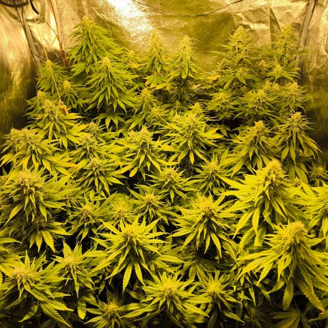 Strawberry Cough growlog timeline photo