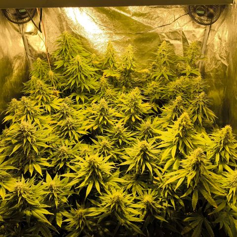 Strawberry Cough growlog timeline photo