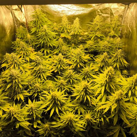 Strawberry Cough growlog timeline photo
