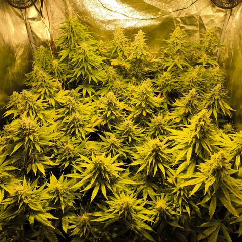 Strawberry Cough growlog timeline photo