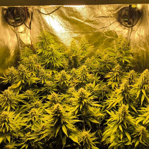 Strawberry Cough growlog timeline photo