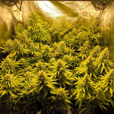 Strawberry Cough growlog timeline photo