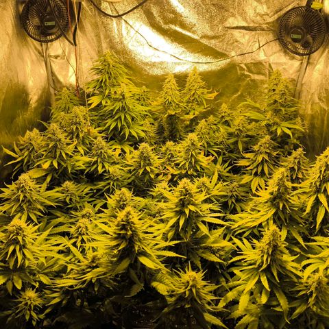 Strawberry Cough growlog timeline photo