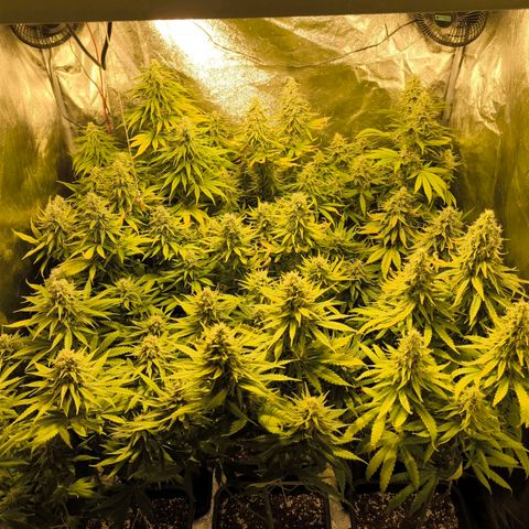 Strawberry Cough growlog timeline photo