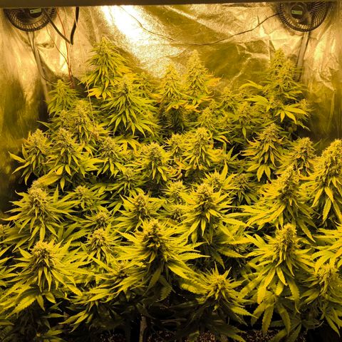 Strawberry Cough growlog timeline photo