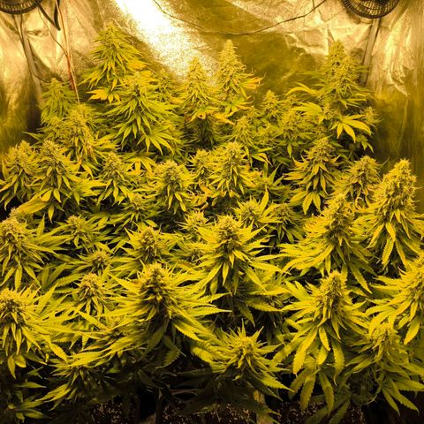 Strawberry Cough growlog timeline photo