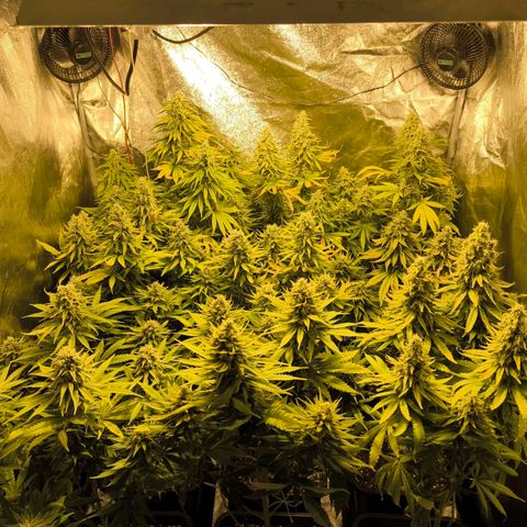 Strawberry Cough growlog timeline photo
