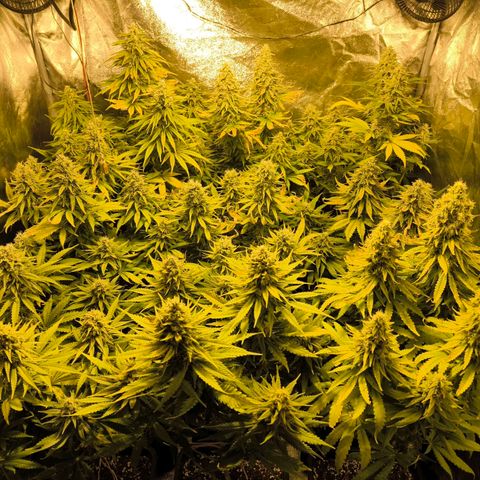 Strawberry Cough growlog timeline photo