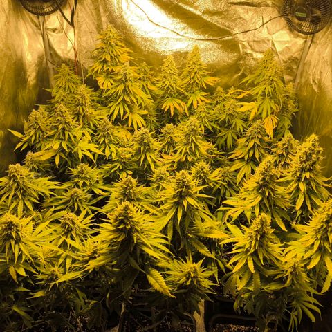 Strawberry Cough growlog timeline photo