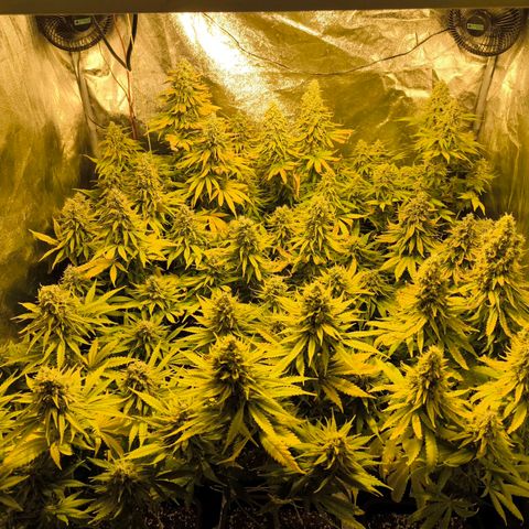 Strawberry Cough growlog timeline photo