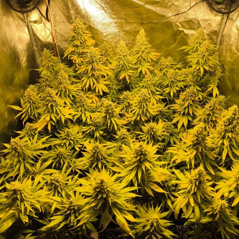 Strawberry Cough growlog timeline photo