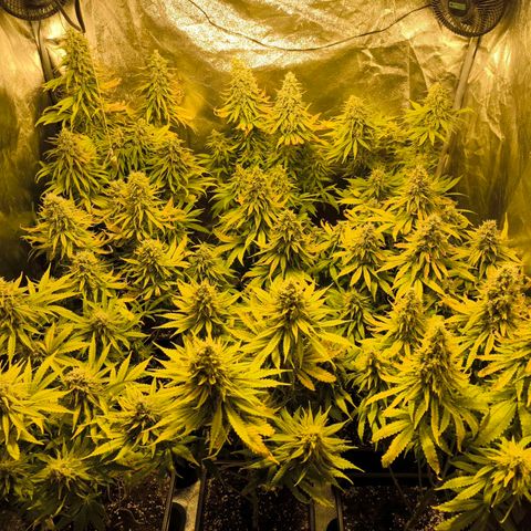 Strawberry Cough growlog timeline photo