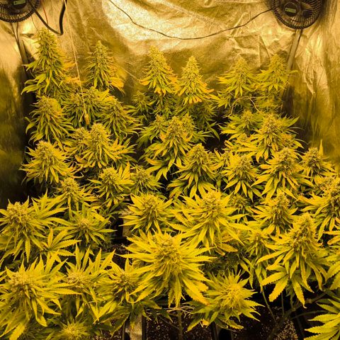 Strawberry Cough growlog timeline photo