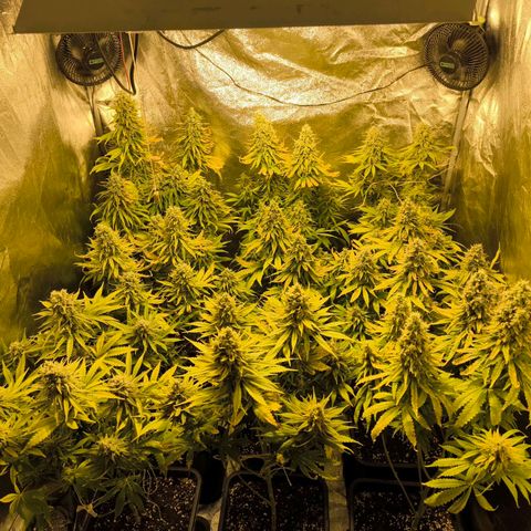 Strawberry Cough growlog timeline photo