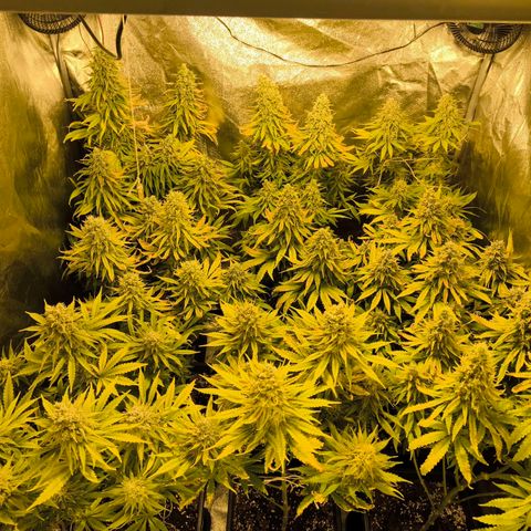 Strawberry Cough growlog timeline photo