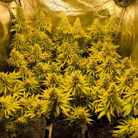 Strawberry Cough growlog timeline photo