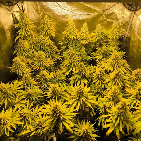 Strawberry Cough growlog timeline photo