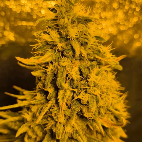 Strawberry Cough growlog timeline photo
