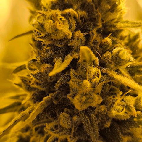 Strawberry Cough growlog timeline photo