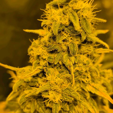 Strawberry Cough growlog timeline photo