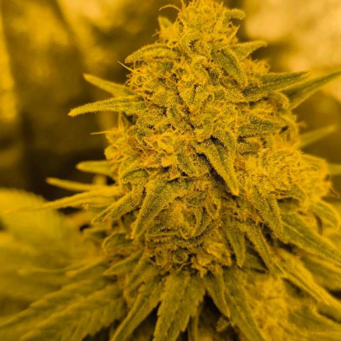 Strawberry Cough growlog timeline photo