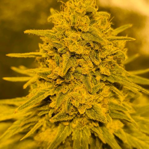 Strawberry Cough growlog timeline photo