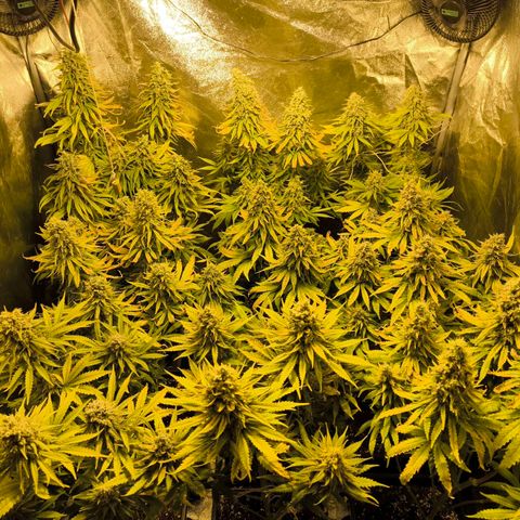 Strawberry Cough growlog timeline photo