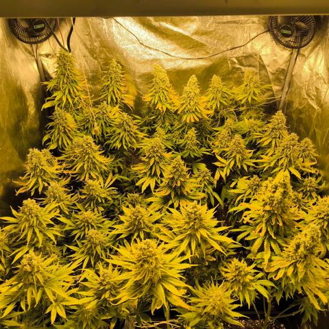 Strawberry Cough growlog timeline photo