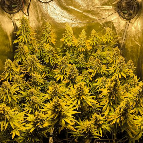 Strawberry Cough growlog timeline photo