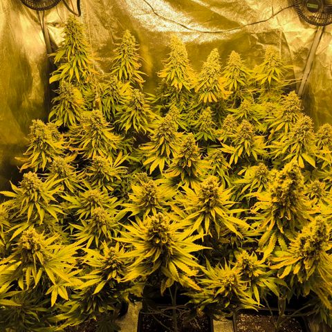 Strawberry Cough growlog timeline photo