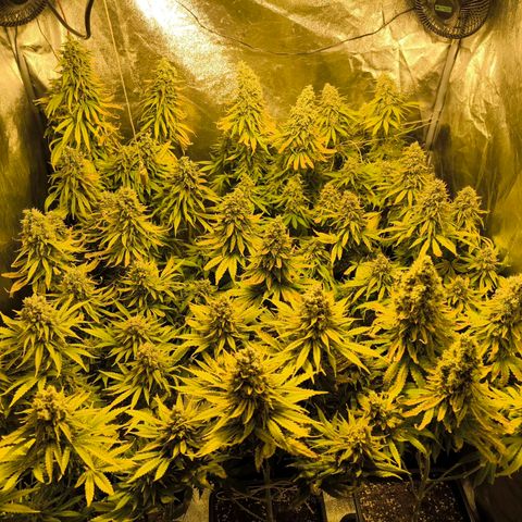 Strawberry Cough growlog timeline photo