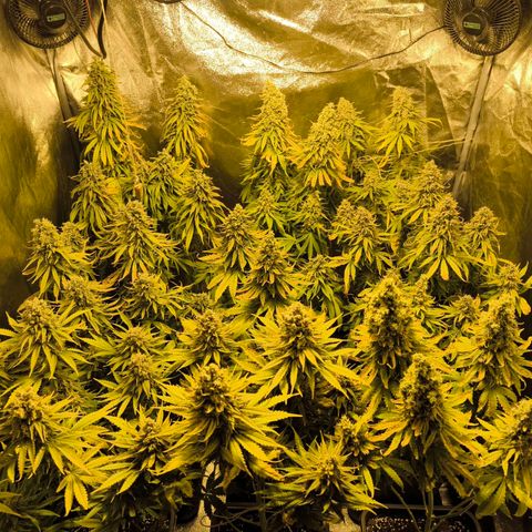 Strawberry Cough growlog timeline photo