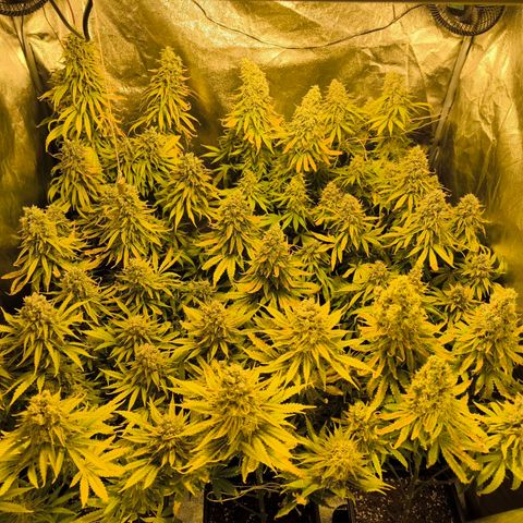 Strawberry Cough growlog timeline photo