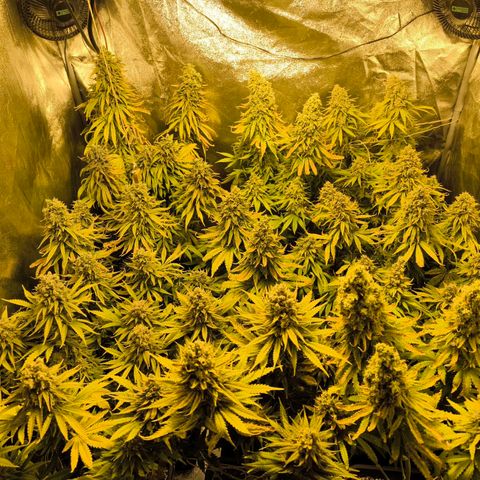 Strawberry Cough growlog timeline photo