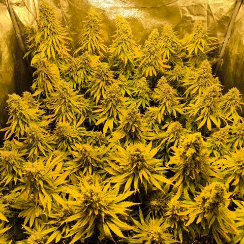Strawberry Cough growlog timeline photo
