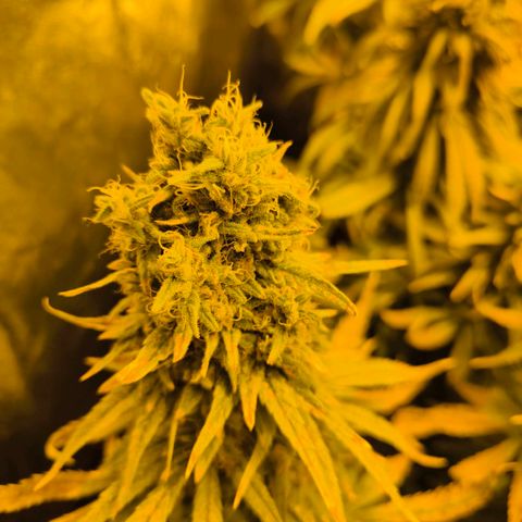 Strawberry Cough growlog timeline photo