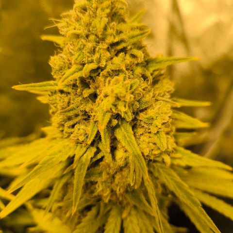 Strawberry Cough growlog timeline photo