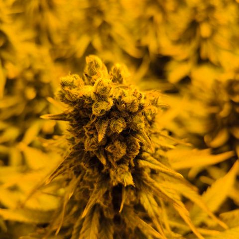 Strawberry Cough growlog timeline photo