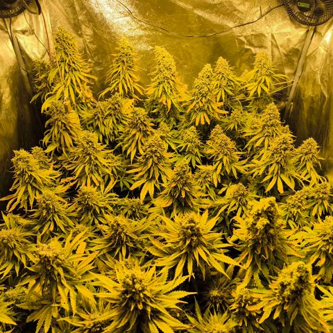 Strawberry Cough growlog timeline photo
