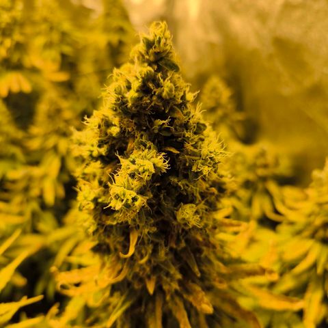 Strawberry Cough growlog timeline photo