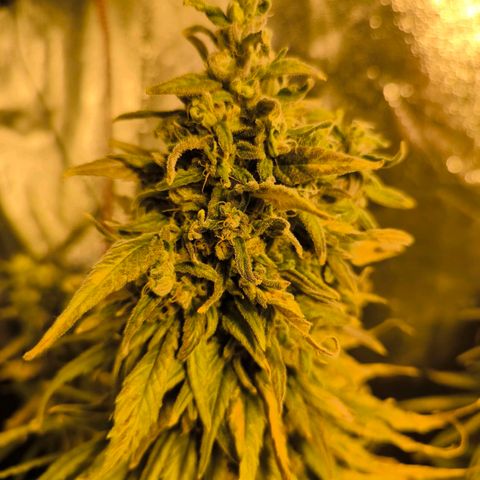 Strawberry Cough growlog timeline photo