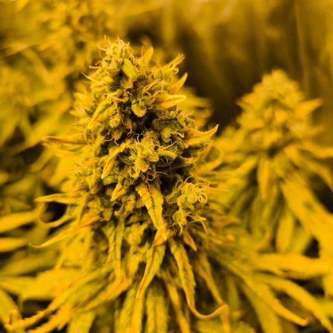 Strawberry Cough growlog timeline photo