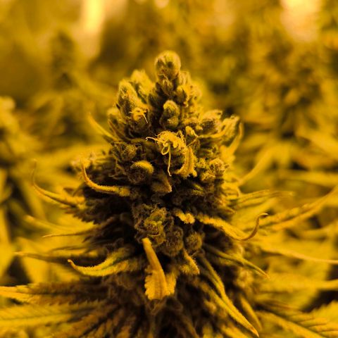 Strawberry Cough growlog timeline photo