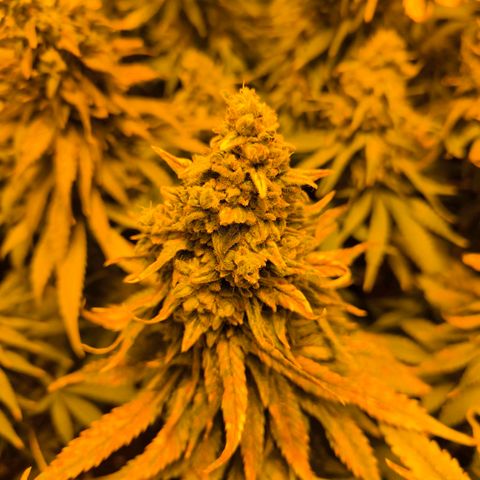 Strawberry Cough growlog timeline photo