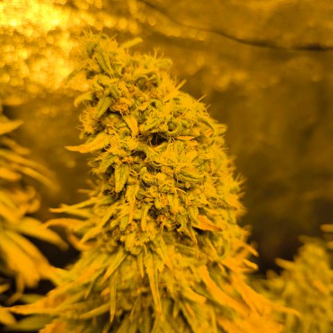 Strawberry Cough growlog timeline photo