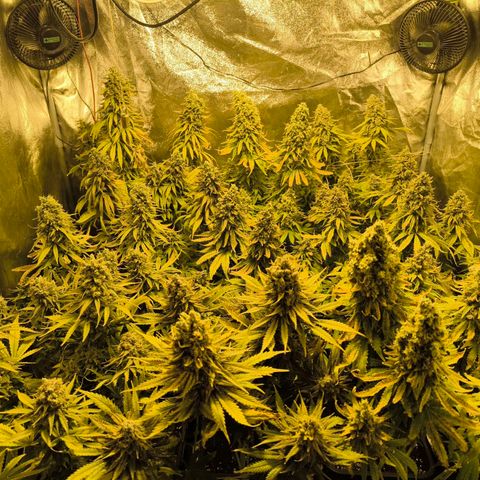Strawberry Cough growlog timeline photo