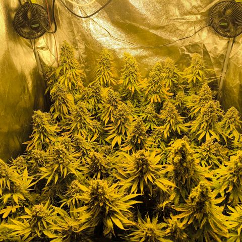 Strawberry Cough growlog timeline photo
