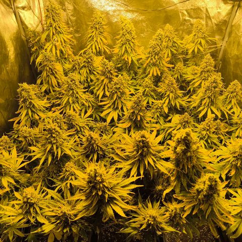 Strawberry Cough growlog timeline photo