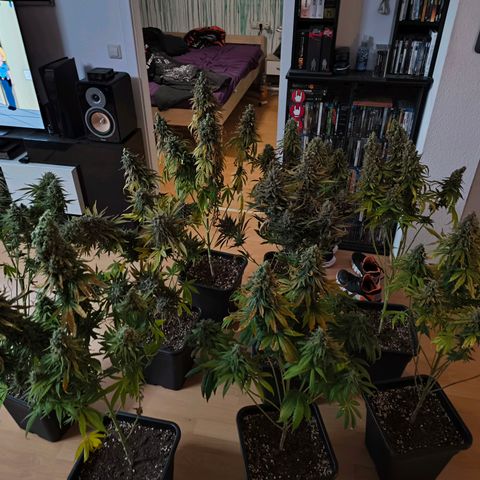 Strawberry Cough growlog timeline photo