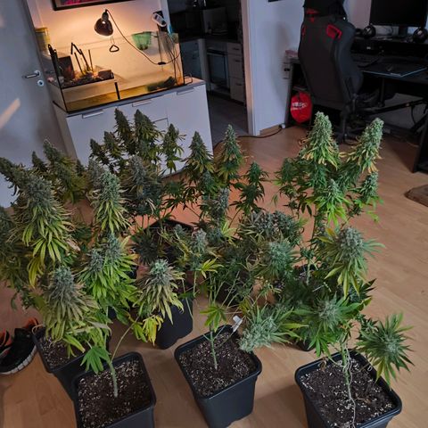 Strawberry Cough growlog timeline photo